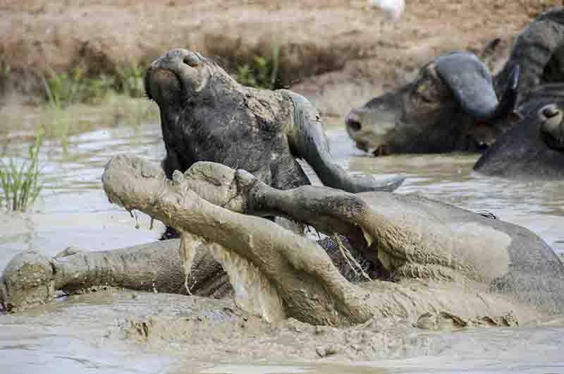Búfalo Africano - parque nacional de las cataratas Murchison - Uganda 4.jpg